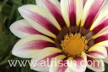 Empresa de jardinería en Alcorcon